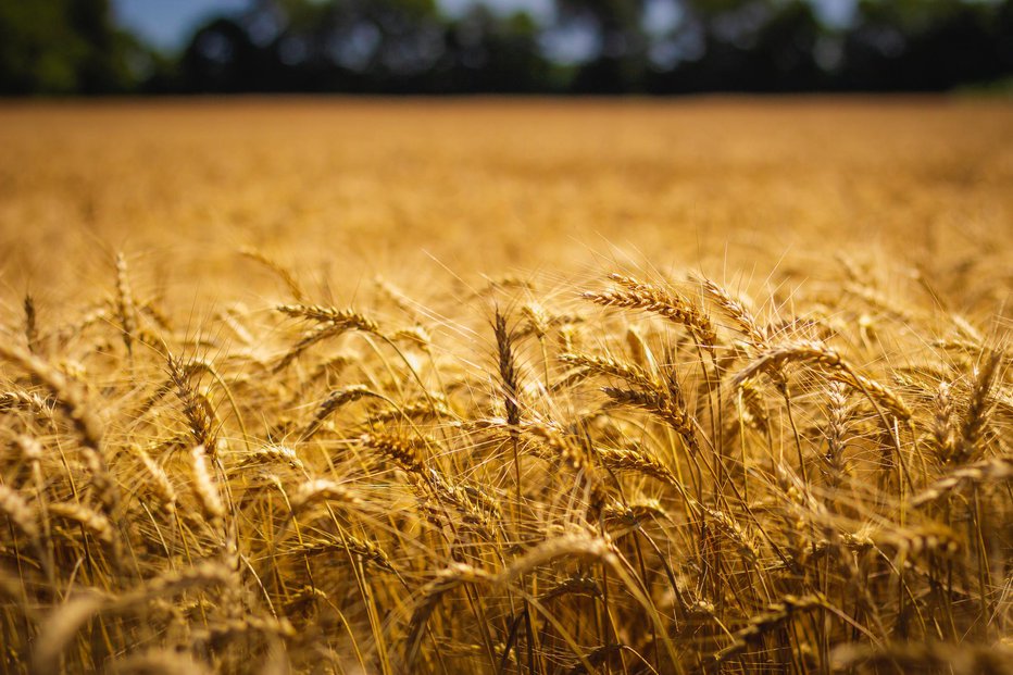 Fotografija: Žitarice spadajo med osnovna živila. FOTOgrafiji: Guliver/Getty Images