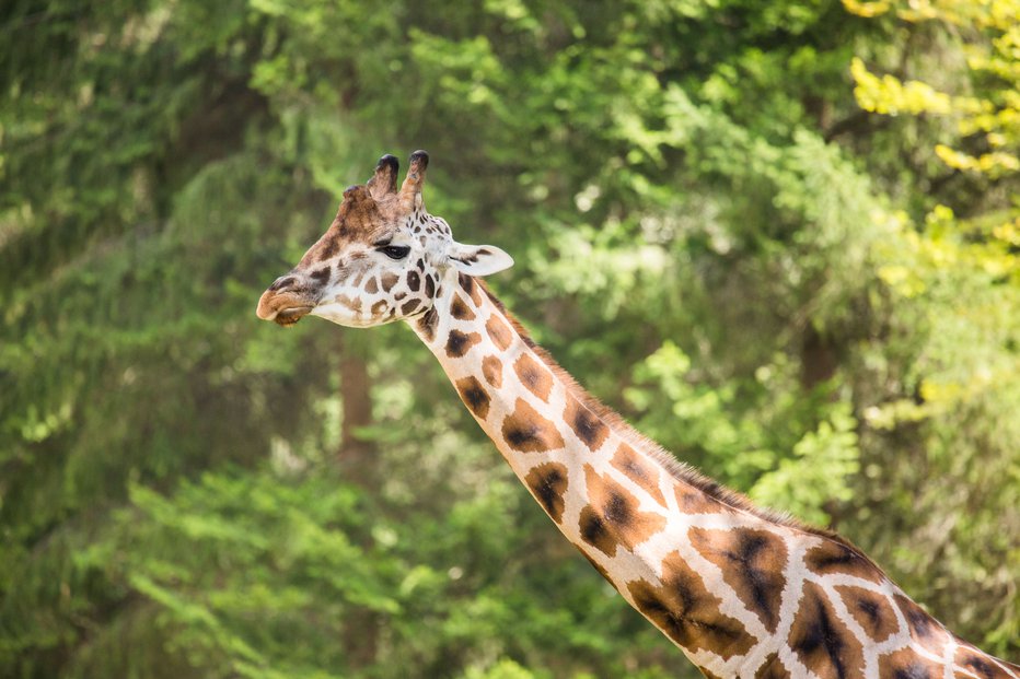 Fotografija: Žirafe Delo Foto FOTO: Foto Delo