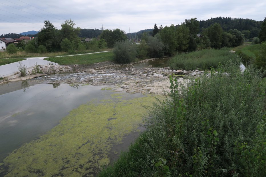 Fotografija: V skorajda stoječi nizki vodi Kamniške Bistrice na Viru se razraščajo alge in grmovje. FOTOGRAFIJE: JANEZ PETKOVŠEK