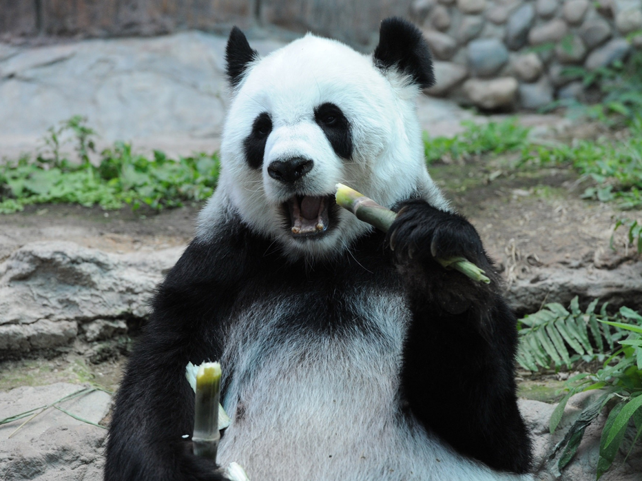 Fotografija: Po obroku bambusa se je zgrudil. FOTO: Guliver/Getty Images