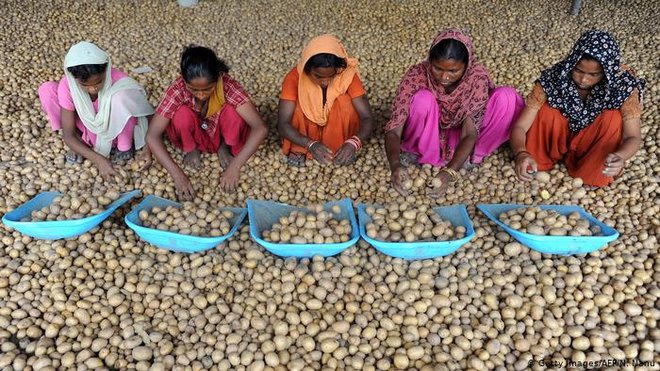 Sortiranje krompirja po indijsko FOTO: guliver/GETTY IMAGES