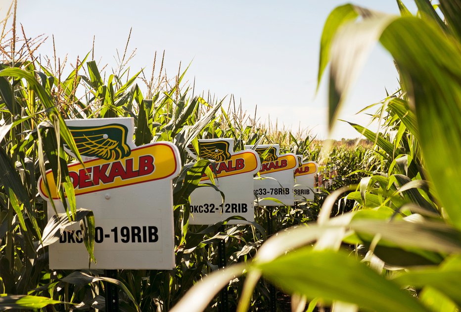 Fotografija: Monsantovo poskusno polje s koruzo v kanadski Manitobi FOTO: REUTERS