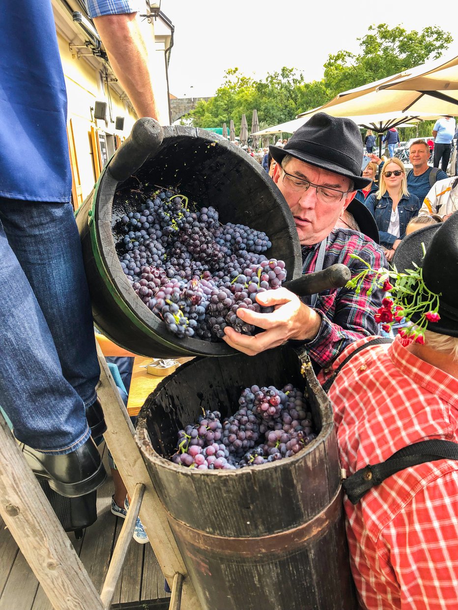 Fotografija: Trgatev poteka tradicionalno, tako da grozdje nabirajo v brente, po domače püte. FOTO: Teja Špoljar