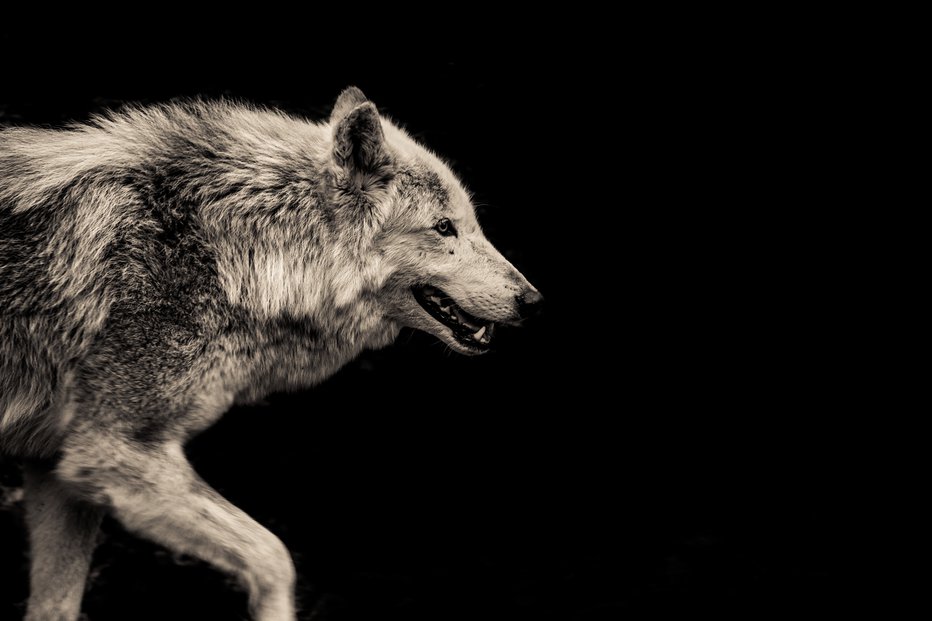 Fotografija: Domačini se bojijo novih napadov volkov. FOTO: Guliver/Getty Images