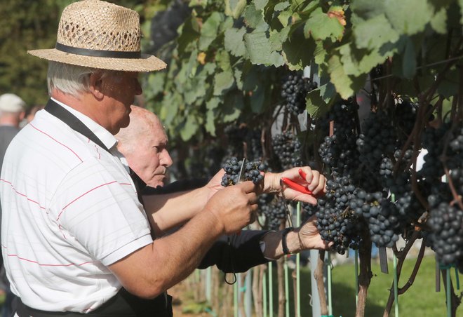Vinograd je star komaj tri leta, trgači, tudi Stane Miklavec, so bili zelo previdni.