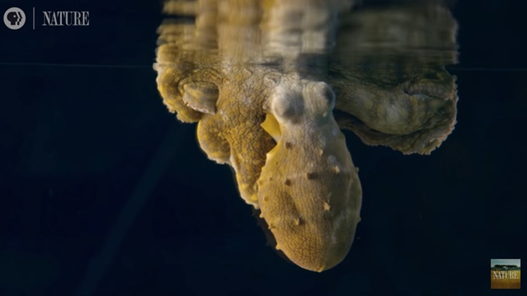 Fotografija: Hobotnica v akvariju. FOTO: Youtube