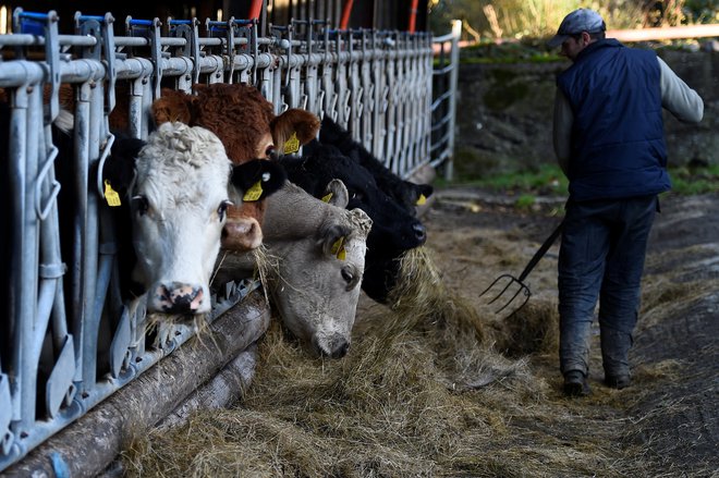 Krmljenje živali na goveji farmi v Veliki Britaniji