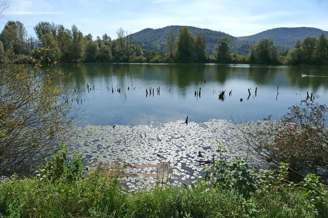 Eden od petih ribnikov skriva lesene arheološke najdbe. Foto: Primož Hieng