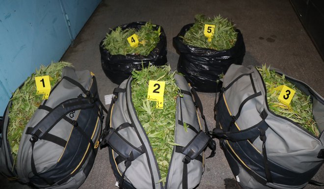 Policisti so naleteli na 66 kilogramov konoplje. FOTO: PU Kranj