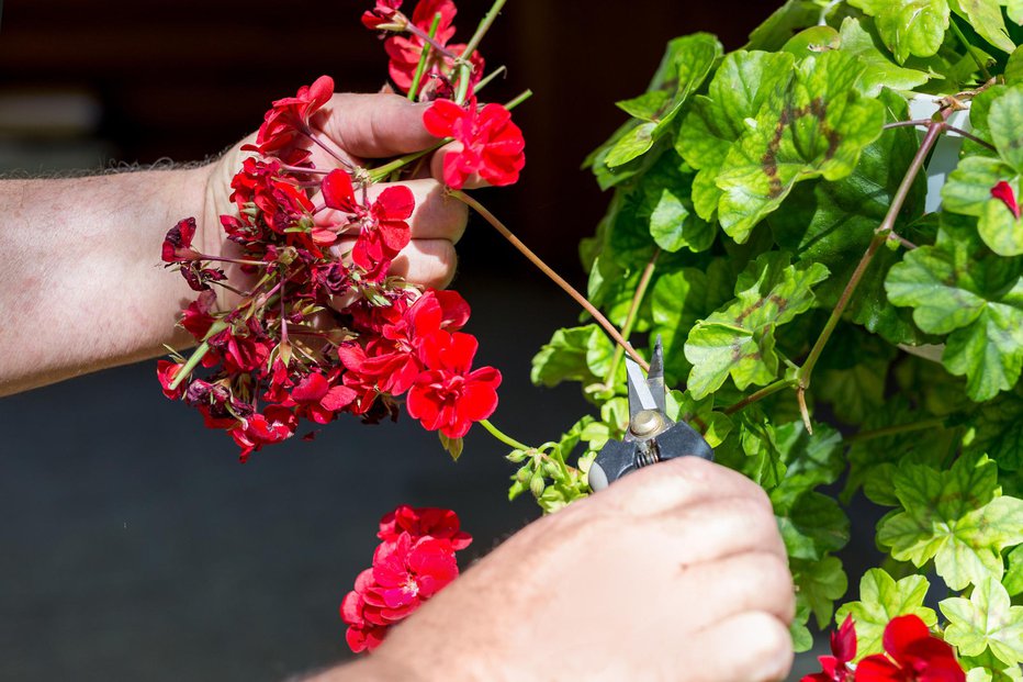 Fotografija: Preden jih pospravimo, porežemo odcvetele cvetove in druge suhe, bolne ali poškodovane dele. FOTO: Guliver/Getty Images