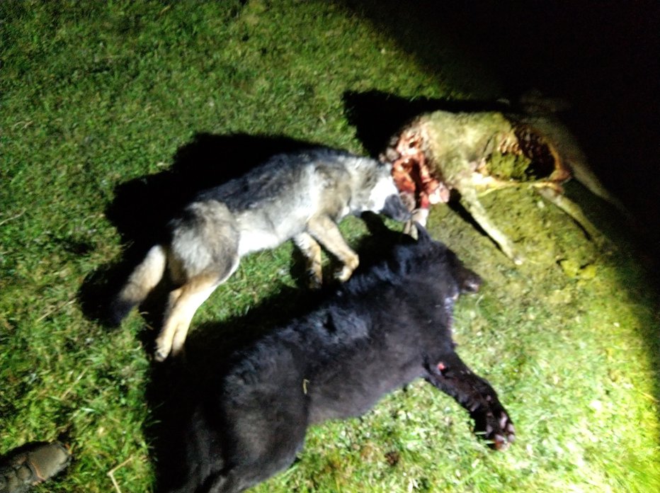 Fotografija: Dva ustreljena volka, eden povsem črn FOTO: Ld Gornji Grad