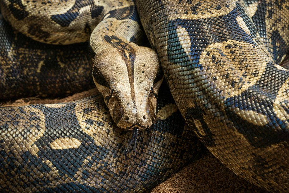 Fotografija: Navadni udav spada med največje kače na svetu. FOTO: Guliver/Getty Images