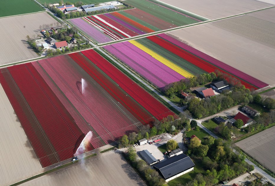 Fotografija: Tipične kmetijske posesti na Nizozemskem. FOTO: Yves Herman Reuters