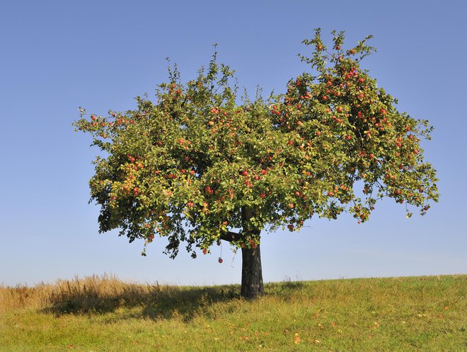 Sorte jablan izbiramo tudi glede na obliko in velikost drevesa. FOTOgrafiji: guliver/Getty Images