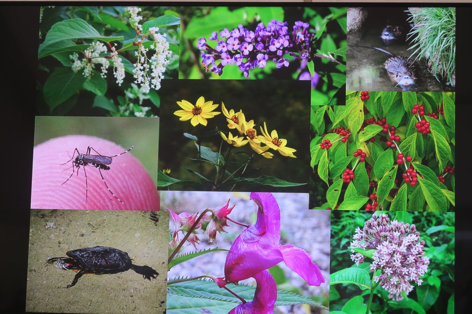 Fotografija: Nekaj najbolj znanih invazivnih tujerodnih rastlin in živali.