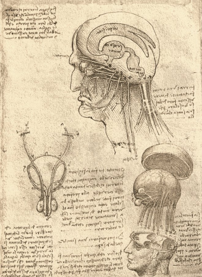 Anatomska študija glave.