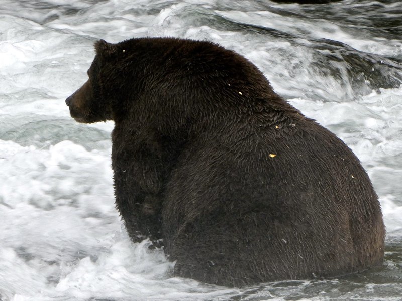 Fotografija: Priprave na hudo zimo: medvedi čakajo na plen.