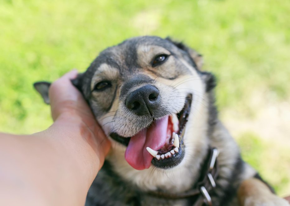 Fotografija: Vedno kadar bi radi pozdravili tujega psa – še zlasti če si to želi otrok –, moramo prej vprašati skrbnika. Foto: Guliver/Getty Images