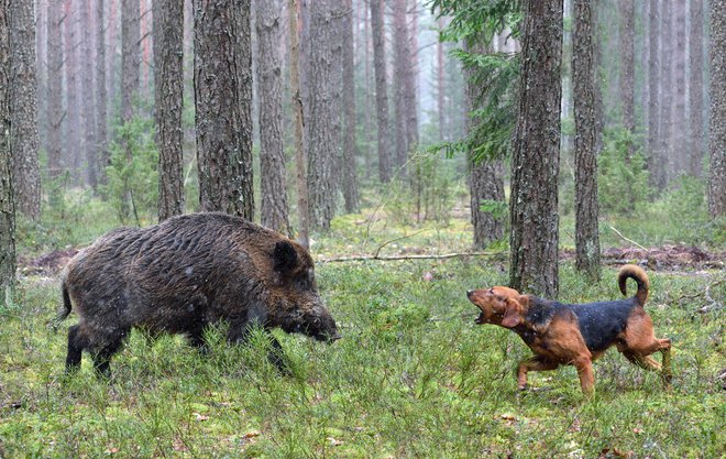 Lovski psi preženejo divje prašiče pred lovce FOTO: Guliver/getty Getty Images
