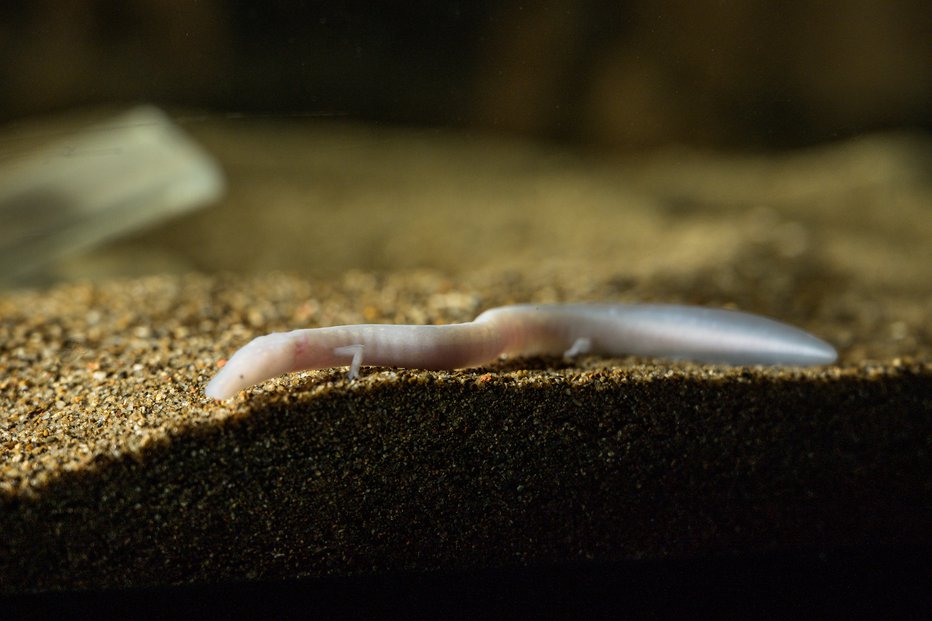 Fotografija: Človeške ribice so že toliko zrasle, da jih zdaj čaka selitev v nove akvarije. FOTO: Postojnska jama