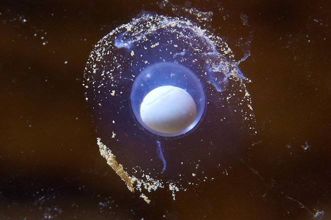 Jajčece človeške ribice Foto: Iztok Medja