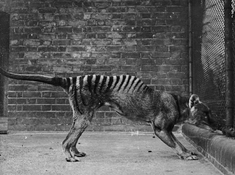 Fotografija: Zadnji je poginil v živalskem vrtu. FOTO: Guliver/Getty Images