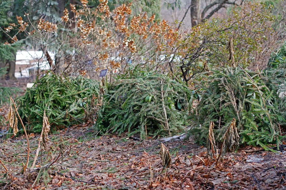 Fotografija: Najboljša naravna zaščita pred mrazom so smrekove veje.