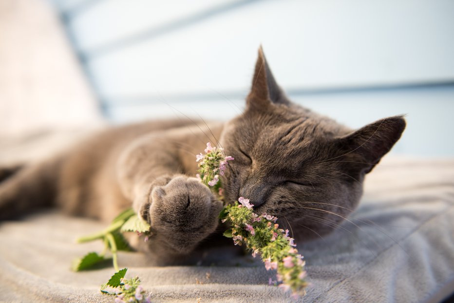 Fotografija: Mačja meta. FOTO: Shutterstock