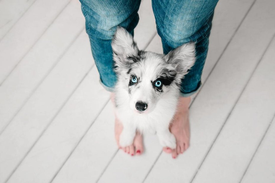 Fotografija: Ljubezen do psov se skriva v krvi. FOTO: Shutterstock