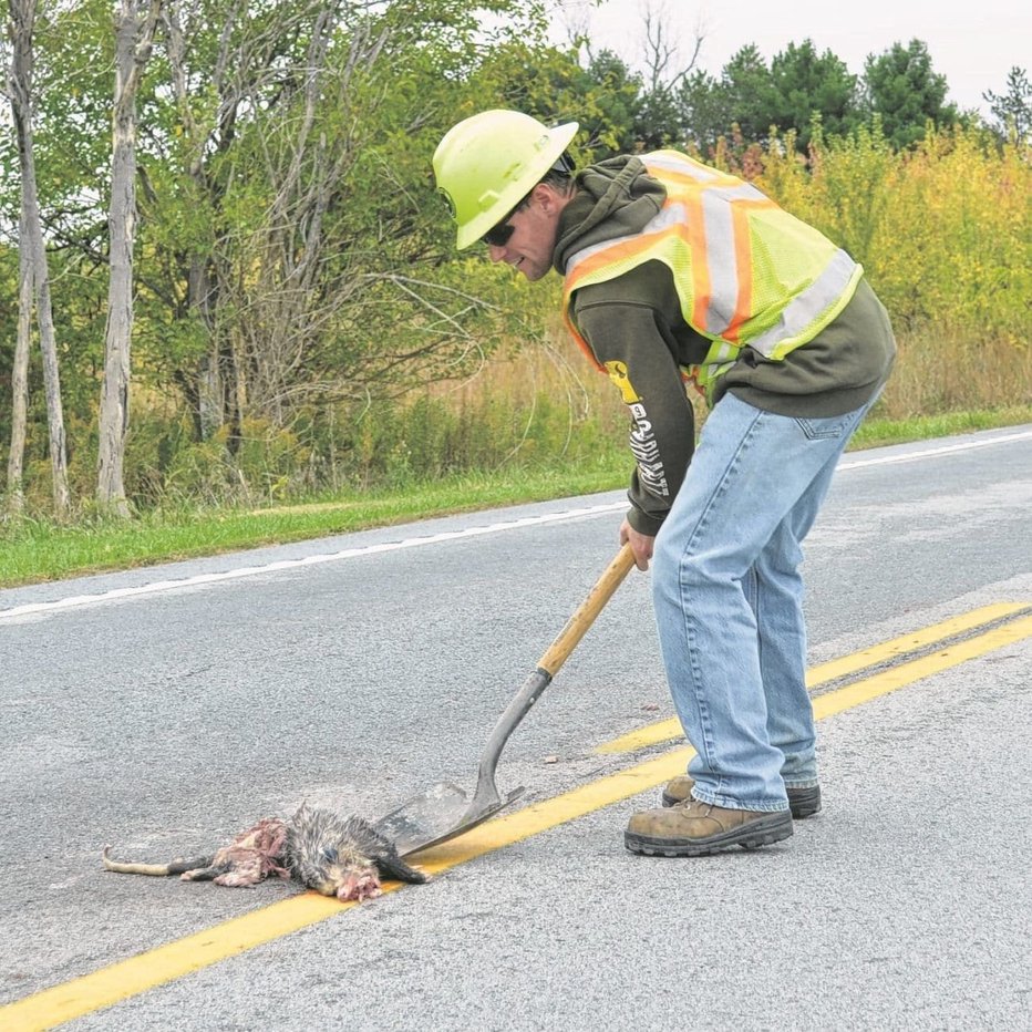 Fotografija: Ne najbolj primeren način odstranjevanja povožene živali s ceste FOTO: REUTERS