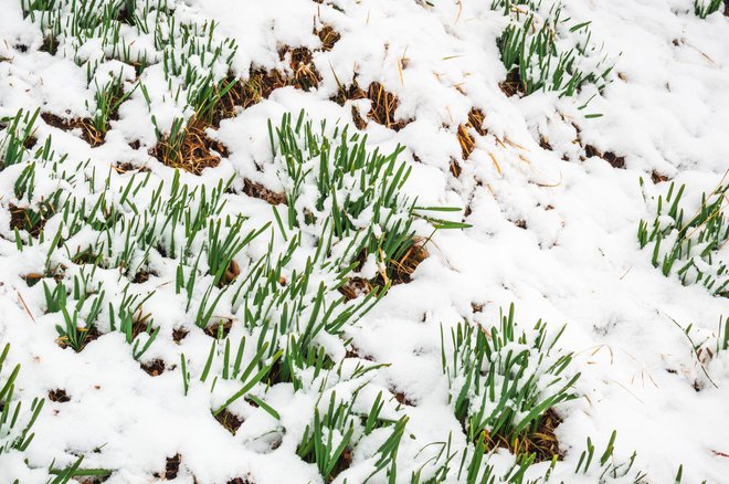 Je dobrodošel zimski spremljevalec vrta. FOTO: Guliver/Getty Images