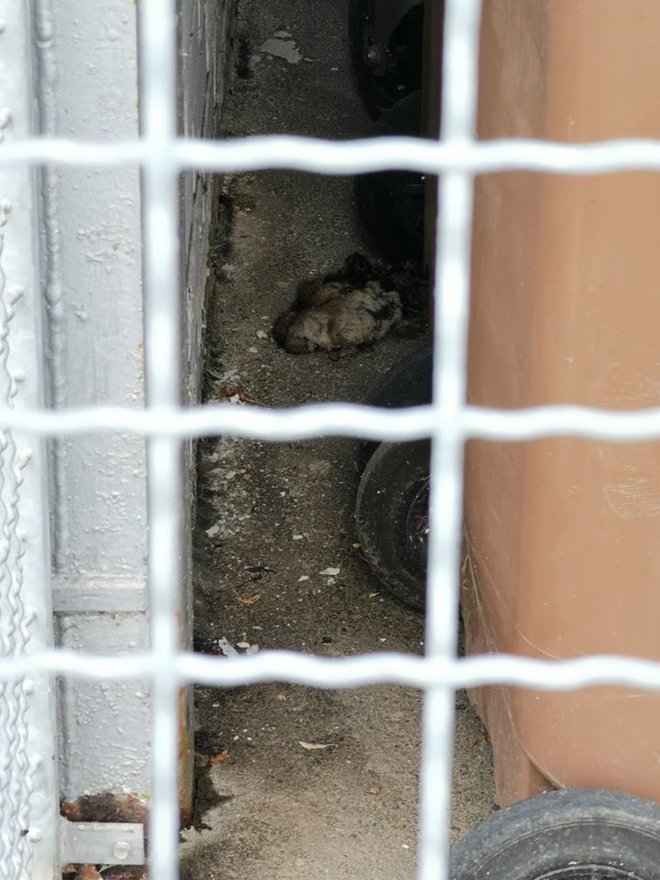 Prebivalci Kranja se letos soočajo s povečanim številom podgan. FOTO: zaslonski posnetek, Facebook