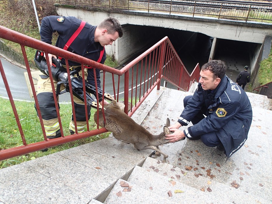 Fotografija: Policisti iz Kranja so rešili nemočno žival, ki se je ujela v ograjo. FOTO: PU Kranj