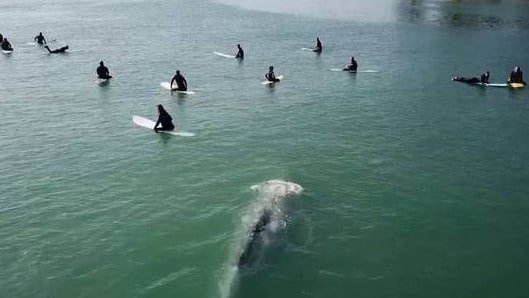Fotografija: Sivi kit je zaplaval med deskarji. FOTO: Youtube