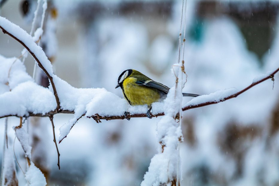 Fotografija: Najpogosteje pozimi skrbimo za ptice. FOTO: Guliver/Getty Images