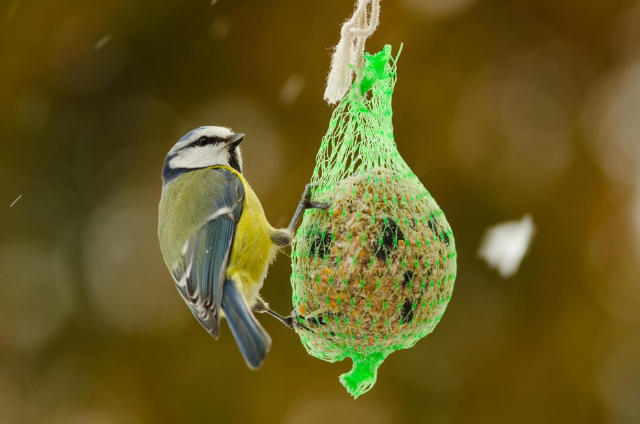 Fotografija: Trgovci ponujajo raznovrstno hrano za ptice. FOTO: Guliver/Getty Images