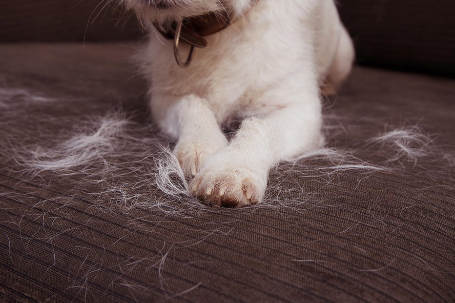 Fotografija: Pasja dlaka je lahko velikanska nadloga. FOTO: Guliver/Getty Images