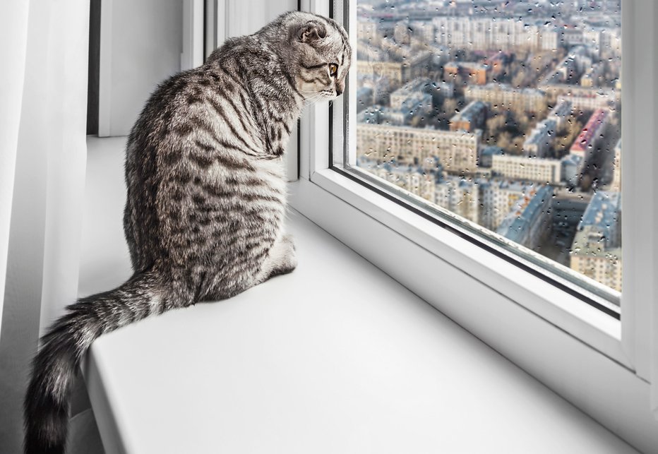 Fotografija: Nekatere pasme mačk so primernejše za notranje bivanje kot druge. FOTO: Shutterstock