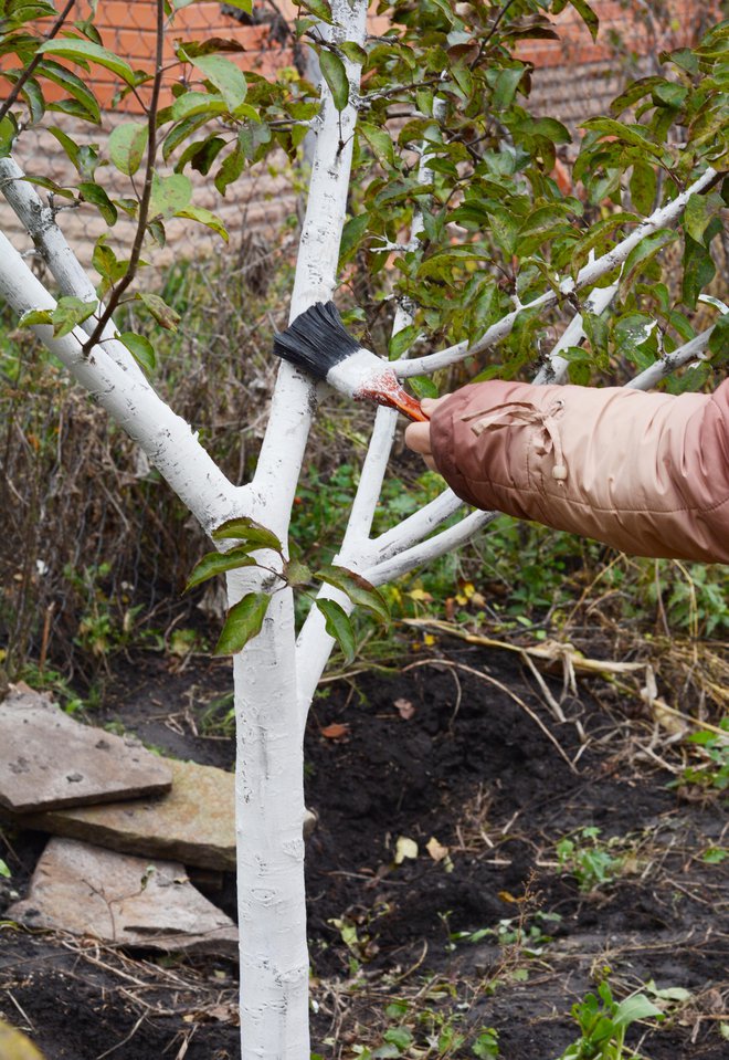 Če smo jeseni sadili mlada drevesa, je smiselno zaščititi njihova debla s kopreno, koruznico, smrečjem, tudi beležem. FOTOGRAFIJE: Guliver/Getty Images