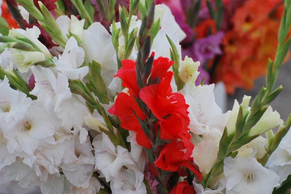 Fotografija: Ob pravilnem vzdrževanju bodo gladiole v vazi obstale teden dni ali celo dlje. FOTO: Thinkstock