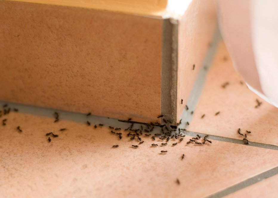 Fotografija: Mravlje ne prenesejo vonja po kličkih in meti. FOTO: Thinkstock