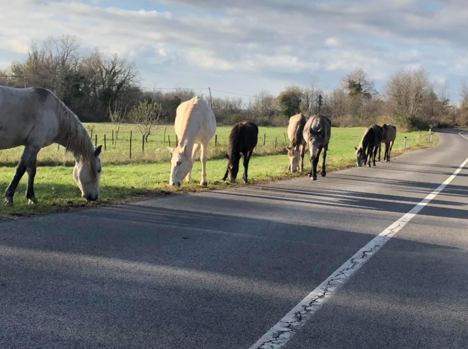 Fotografija: Konji se prosto pasejo ob regionalni cesti. FOTO: Bralec poročevalec