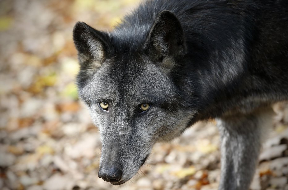 Fotografija: Volk ne napada človeka. FOTO: Blaž Samec, Delo