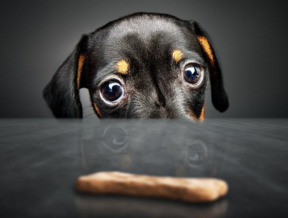 Fotografija: Znanstveniki z univerze v Arizoni so ugotovili, da imajo večji psi boljši kratkoročni spomin in samonadzor kot manjši psi. FOTO: Shutterstock