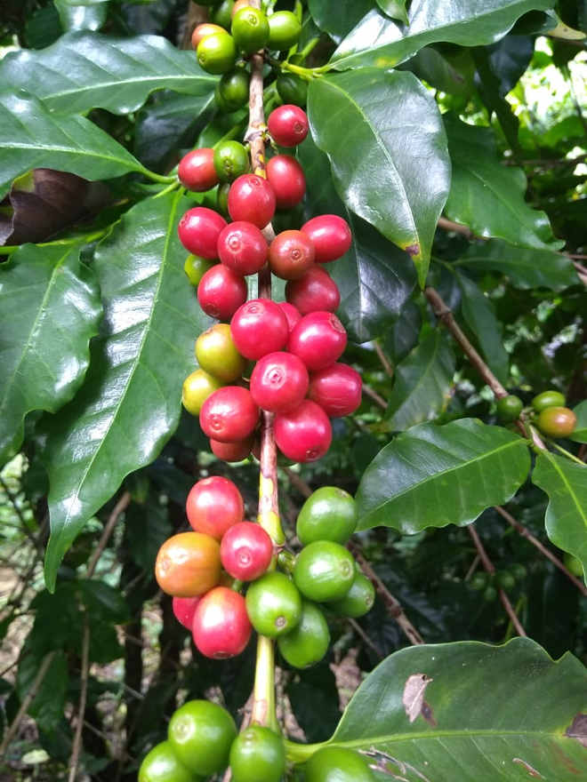 Kavno zrno je seme kavovca v rdečem plodu, imenovanem češnja.