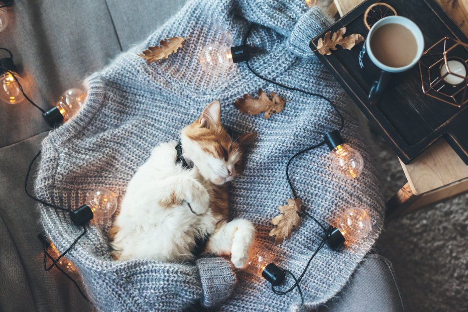 Fotografija: Zakaj mačke toliko spijo? Ali tudi sanjajo? FOTO: Shutterstock