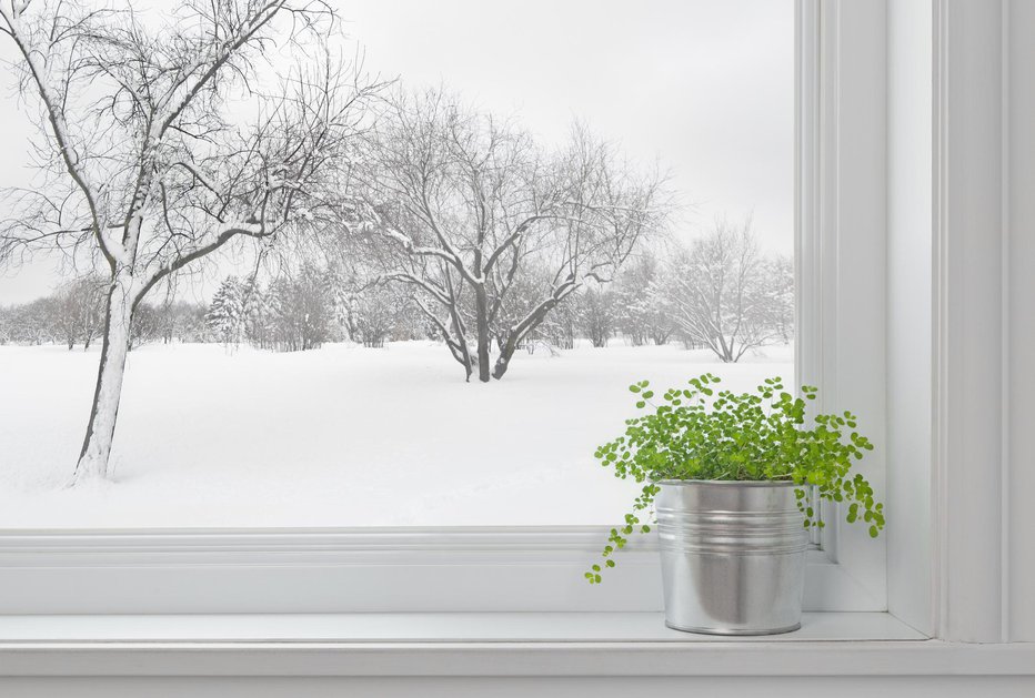 Fotografija: Na okenski polici lončnice pozimi uspevajo le, če okna dobro tesnijo. FOTO: Thinkstock