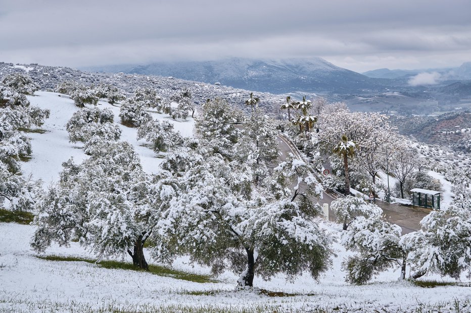 Fotografija: Nekatere vrste potrebujejo večji odmerek hladnih ur kot druge, najmanjše zahteve imajo fige, oljke in kutine. FOTO: Manuel Nogales/Getty Images