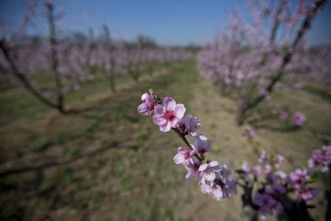 V prvi tretjini marca so na Primorskem začele cveteti zgodnje breskve. FOTO: Jože Suhadolnik