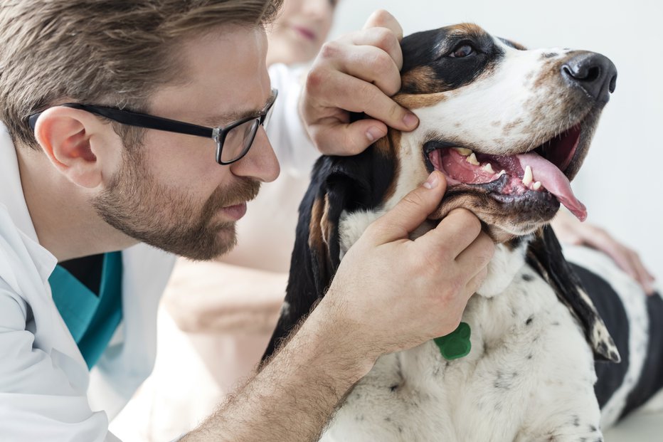 Fotografija: Stanje zobovja veliko pove o pasjih navadah in prehrani. FOTO: IPGGutenbergUKLtd, Getty Images